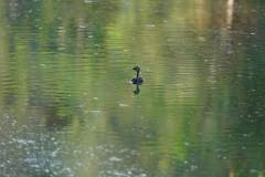 Diver on Arrunha Creek