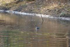 Diver on Arrunha Creek