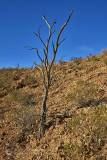 Dead Mulga tree