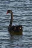 Black swan on the Retention Dam