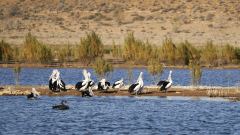 Pelicans on The Retention Dam