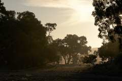 Oladdie Creek Gums and Sheep