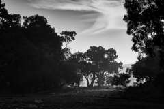 Oladdie Creek Gums and Sheep - B&W