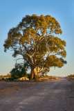 Red Gum at the Oladdie Creek crossing on the Johnburg Road
