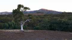 Lone Gum with rocky hills in the background