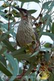 Red Wattlebird in Orroroo yard