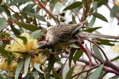 Red Wattlebird in Orroroo yard